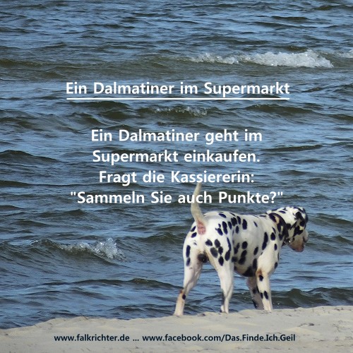 Ein Dalmatiner im Supermarkt